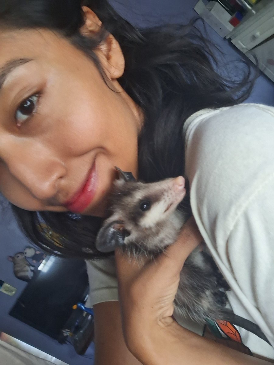 Biodoingthings's tweet photo. ¿𝙿𝚘𝚛 𝚚𝚞é 𝚗𝚘 𝚍𝚎𝚓𝚊𝚛 𝚕𝚒𝚋𝚛𝚎𝚜 𝚊 𝚝𝚞𝚜 𝚖𝚒𝚌𝚑𝚒𝚜? (づ •. •)?
Hace tres días me llamo una ex-alumna, me comento que una persona se había contactado con ella para saber si podía rescatar a unos tlacuaches ya que la madre había muerto a causa de su gato. ฅ ฅ https://t.co/fTYOiY8v8H