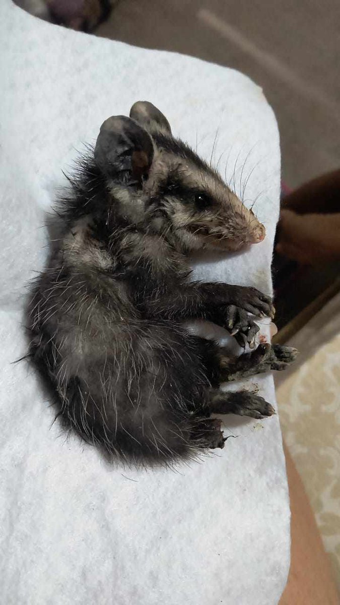 Biodoingthings's tweet photo. En total son tres tlacuachitos, los cuales mi ex-alumna los llevo previamente al veterinario para una valoración y con aviso a PROFEPA/PROPAEM Morelos, uno de ellos perdió su colita, los otros dos fueron dados de alta del veterinario. https://t.co/Cl3tApUCQx