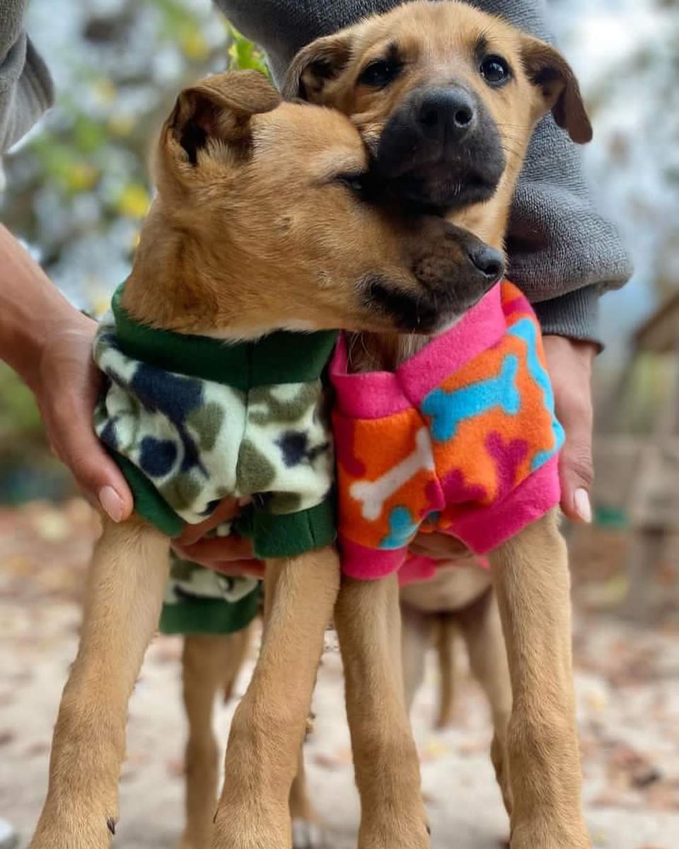 AnimalParaiso's tweet photo. Pareja de hermanitos buscan hogares, es un macho y una hembra de tres meses de edad. Ambos son de carácter amoroso.

Contacto al WhatsApp +56949281817. #Nogales #Calera #Quillota https://t.co/AqMvUu9eHU