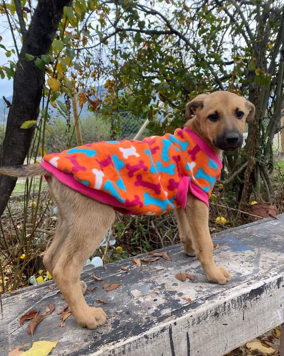 AnimalParaiso's tweet photo. Pareja de hermanitos buscan hogares, es un macho y una hembra de tres meses de edad. Ambos son de carácter amoroso.

Contacto al WhatsApp +56949281817. #Nogales #Calera #Quillota https://t.co/AqMvUu9eHU