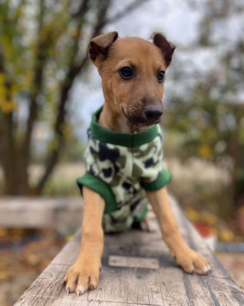 AnimalParaiso's tweet photo. Pareja de hermanitos buscan hogares, es un macho y una hembra de tres meses de edad. Ambos son de carácter amoroso.

Contacto al WhatsApp +56949281817. #Nogales #Calera #Quillota https://t.co/AqMvUu9eHU