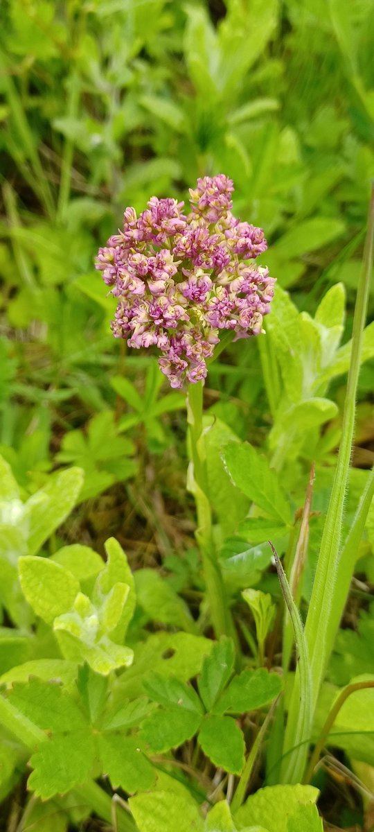 GarethStamp77's tweet photo. Believe it or not this is a pyramidal orchid, presumably with some kind of mutation. Is there a name for this? Thanks #wildflowerID @NatureLark https://t.co/IK1FZ2dr1W