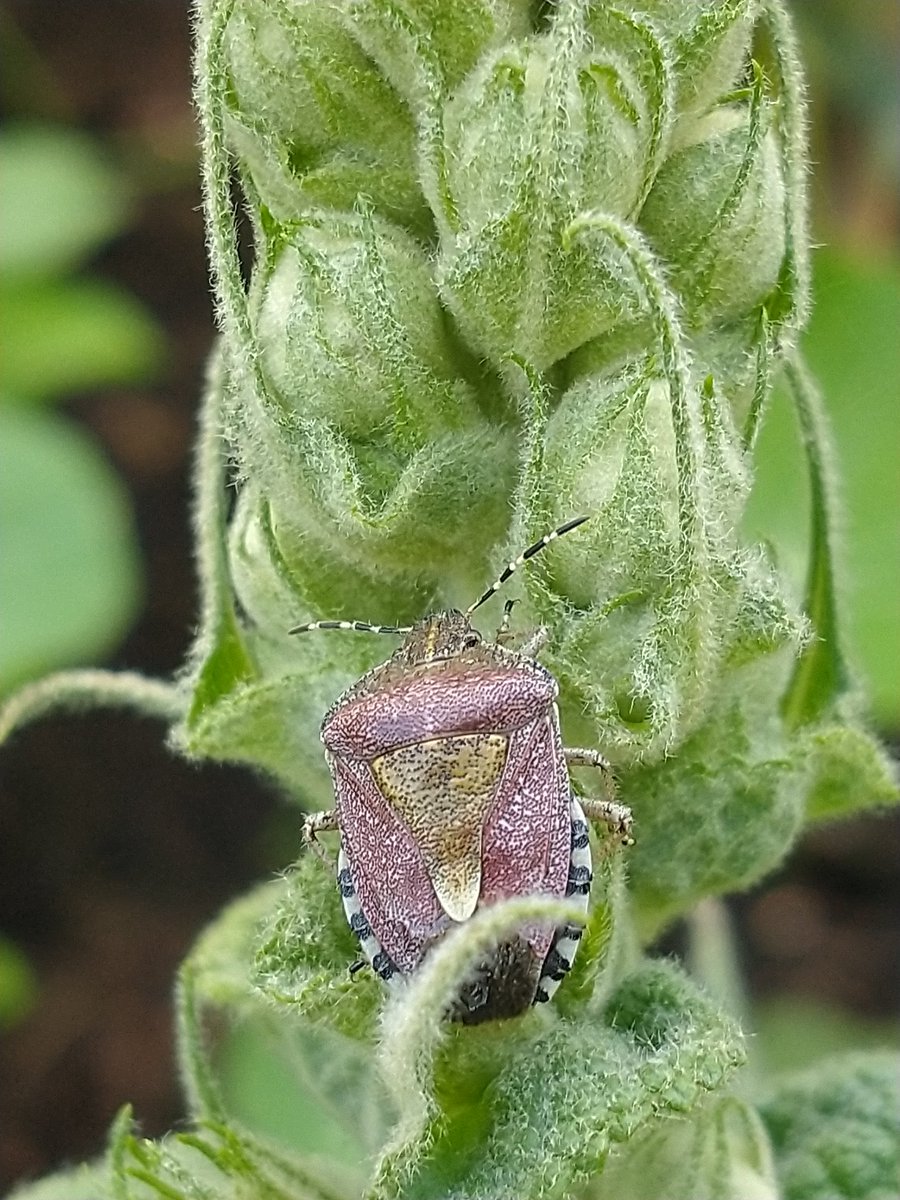 SewellLeigh's tweet photo. QP something you've macroed the absolute lug nuts off of 😊
Shield Bug
#insects #nature #wildlife #macro #thephotohour https://t.co/1B1h42W3z6