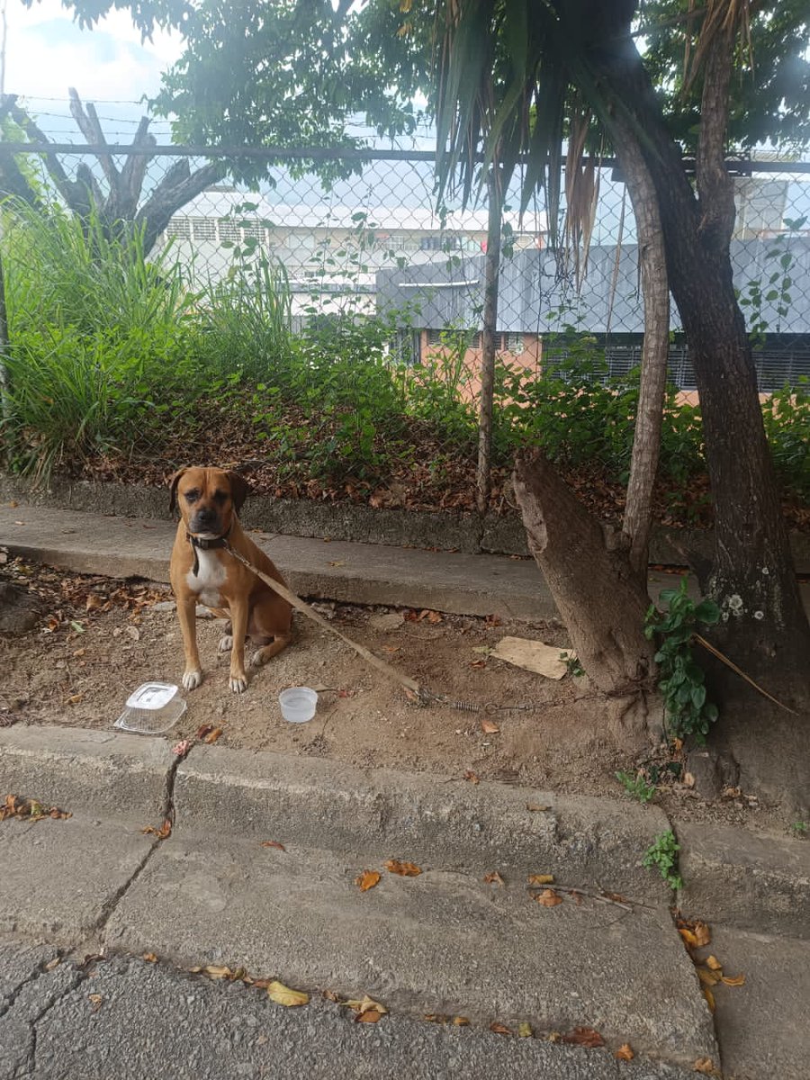 yaracalcagno's tweet photo. Difundo. Abandonaron este boxer en la Urbina, necesitamos alguien que lo adopte, porque está un poco bravo. 
Llamar al 04141204866 / 04142404768 https://t.co/glmwOdmIut