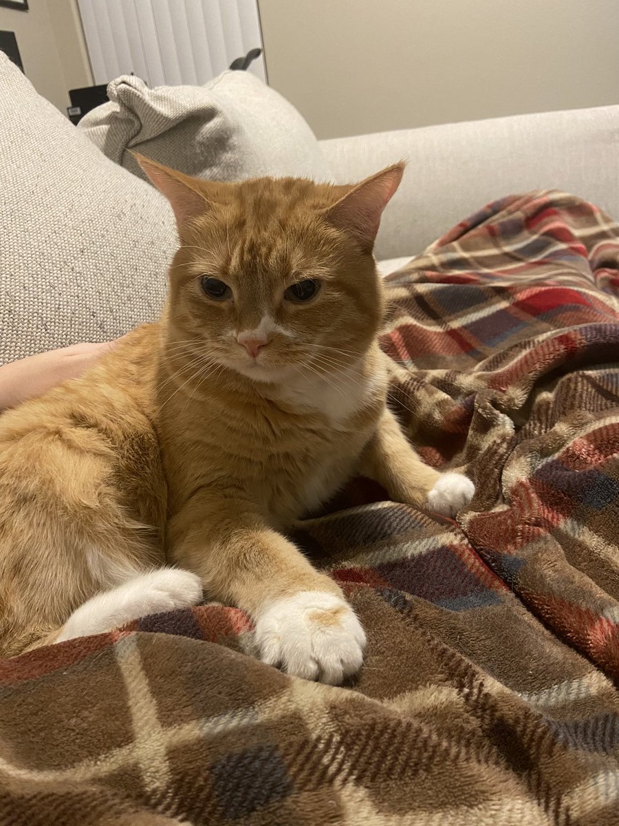 𝔓𝔞𝔫 𝔇𝔲𝔩𝔠𝔢 tweet media