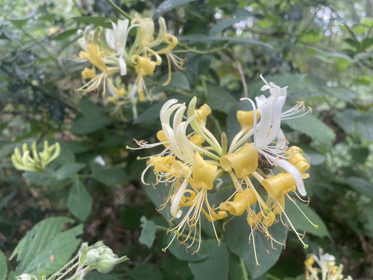 erinjacqgill's tweet photo. The forecast promised a sunny morning, so we headed out. Ended up walking Dorking-Leathered, taking in part of @denbiesvineyard and a stop at @PolesdenLaceyNT. There were a lot of happy dogs (and their owners) on the footpaths today! #summer #weekendwalking https://t.co/BPjlc3Bp2i
