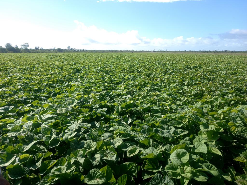 El Polo Productivo Hermanos Barcón #PinardelRío se  continúa consolidando en la producción de alimentos. Más de 300 ha están plantadas en la campaña de primavera.  #GenteQueSuma #PinarXNuevasVictorias <a href="/DiazCanelB/">Miguel Díaz-Canel Bermúdez</a> <a href="/DrRobertoMOjeda/">Dr. Roberto Morales Ojeda</a>