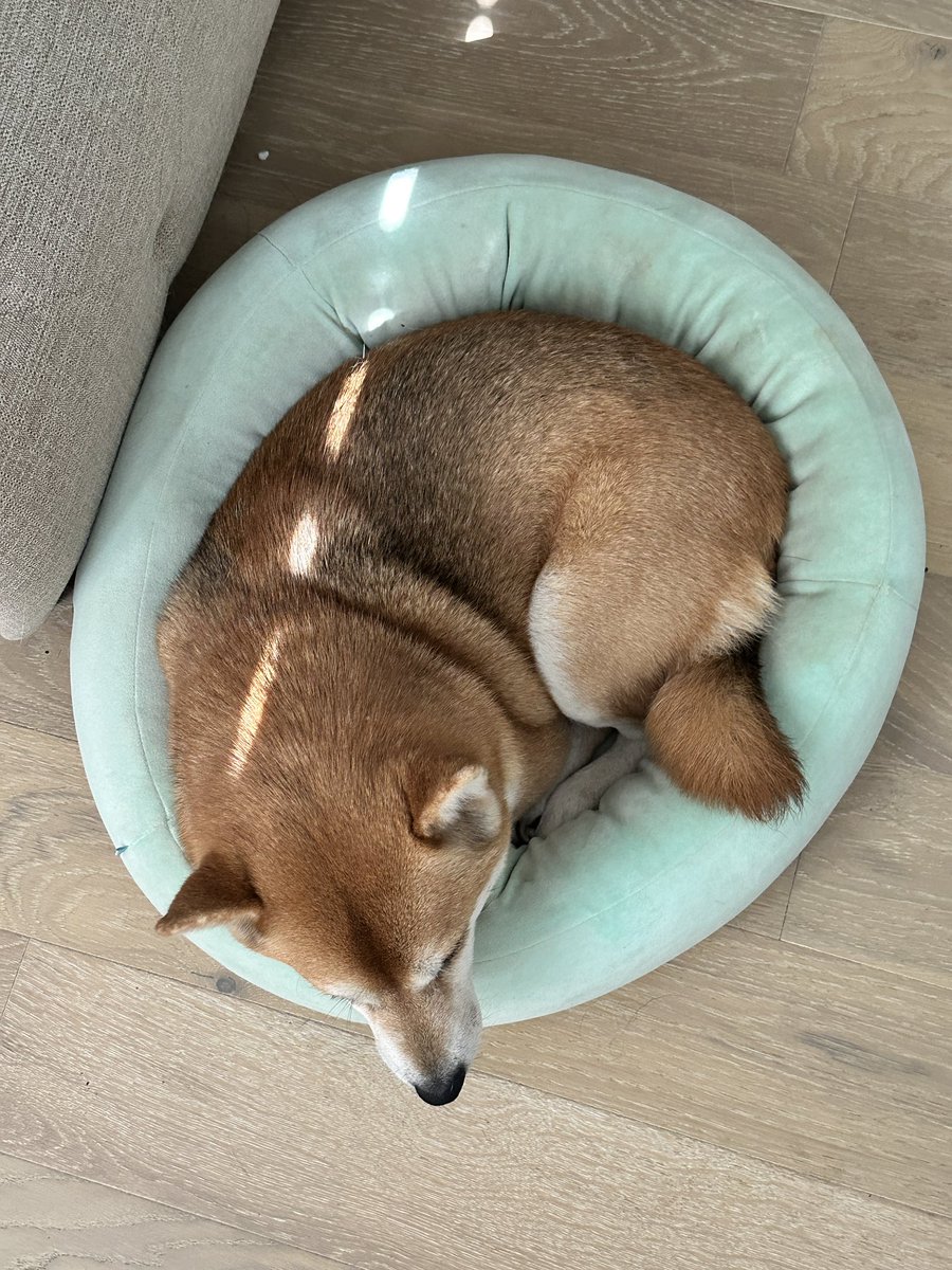 SSRWAIFU's tweet photo. Smol girl Smol bed https://t.co/ubWmu2uMbJ