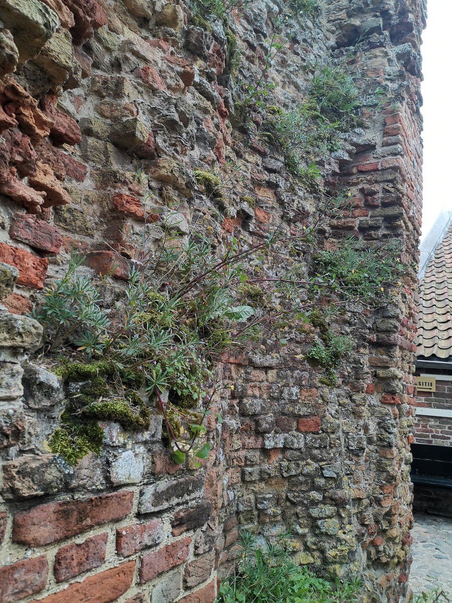 vrijezangvogel's tweet photo. @BastiaanRagas #Mossen en meer bij ruine van Brederode @BrederodeInfo #Santpoort. Vandaag expositie geopend over mossen van #MarjaVDHeijden. Aanrader! https://t.co/85jyp7JEbM