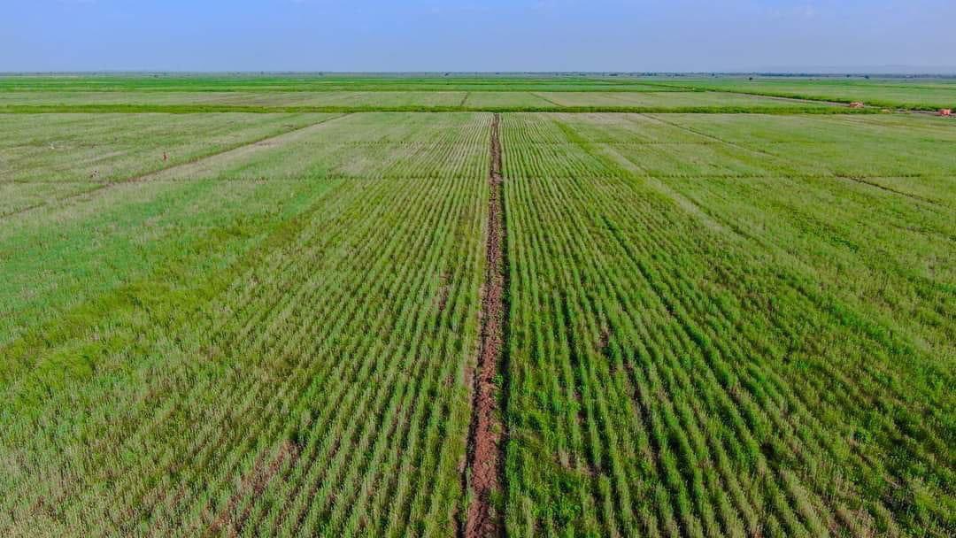 dessalegnmanaye's tweet photo. The Future of #Ethiopia: agricultural transformation for #self-reliance. #foodsecurity
#importsubstitution
#increasingexport
#jobcreation
Cluster farming is a foundation for Agricultural modernization and mechanization.
@EthioJourney
@Agriculfuture https://t.co/pz4E9EFlay