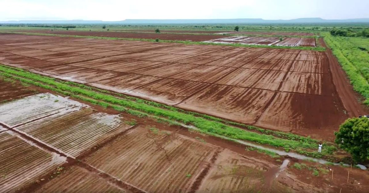dessalegnmanaye's tweet photo. The Future of #Ethiopia: agricultural transformation for #self-reliance. #foodsecurity
#importsubstitution
#increasingexport
#jobcreation
Cluster farming is a foundation for Agricultural modernization and mechanization.
@EthioJourney
@Agriculfuture https://t.co/pz4E9EFlay