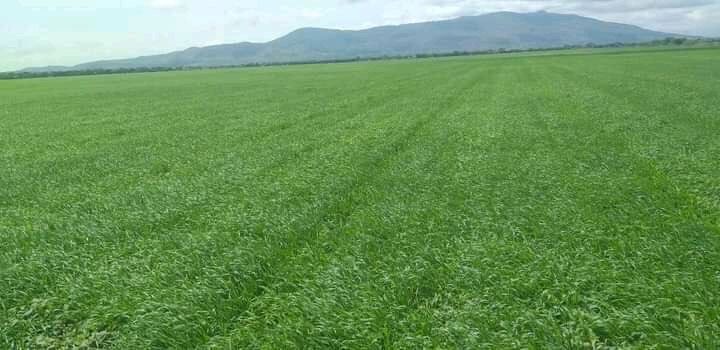 dessalegnmanaye's tweet photo. The Future of #Ethiopia: agricultural transformation for #self-reliance. #foodsecurity
#importsubstitution
#increasingexport
#jobcreation
Cluster farming is a foundation for Agricultural modernization and mechanization.
@EthioJourney
@Agriculfuture https://t.co/pz4E9EFlay