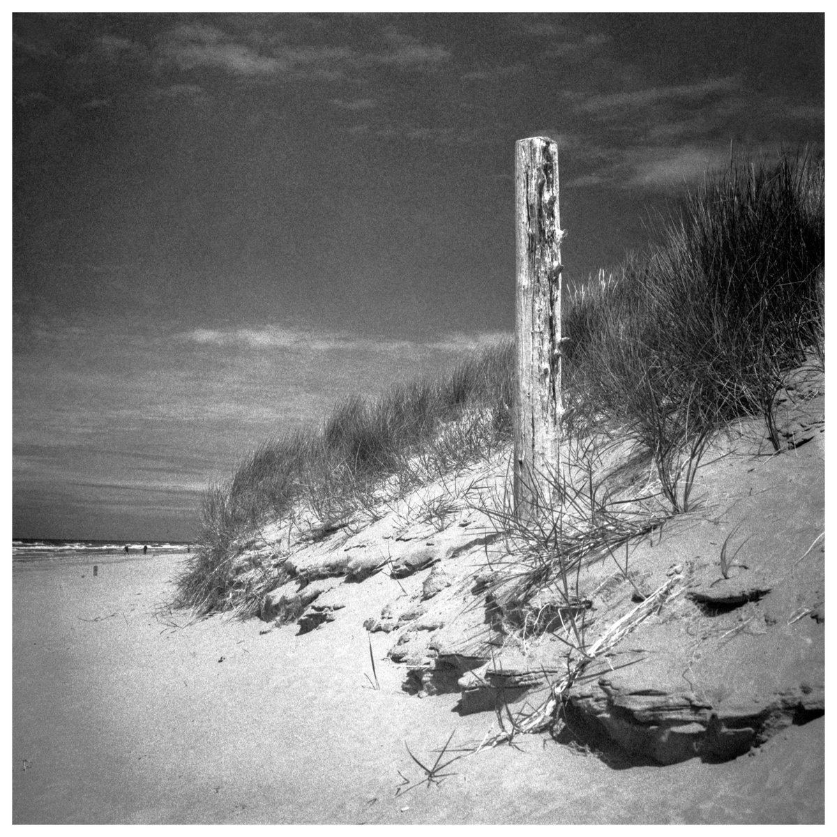 Jeandron's tweet photo. A monochrome Monday post at Formby Beach National Trust, Disley.
(Hasselblad 500c w Zeiss 80mm 2.8 planar. f16 1/500s, Ilford Delta 400, red filter)
#filmphotography #Analog #staybrokeshootfilm #filmisnotdead #hasselblad #ilford #FormbyBeach #beach #coast #monochromemonday https://t.co/k4XBckwbM6