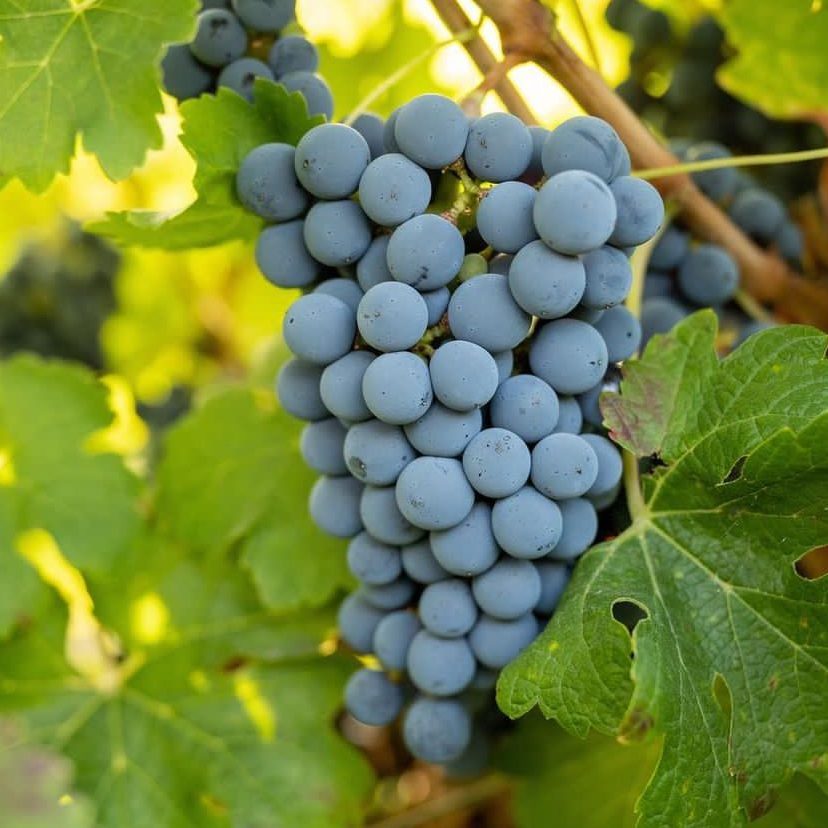 Wa_State_Wine's tweet image. Let&apos;s talk about #Cab for a sec! 
#CabernetSauvignon is one of the most planted #grape varieties in the world &amp;amp; the most planted grape in WA &amp;amp; on Red Mountain!