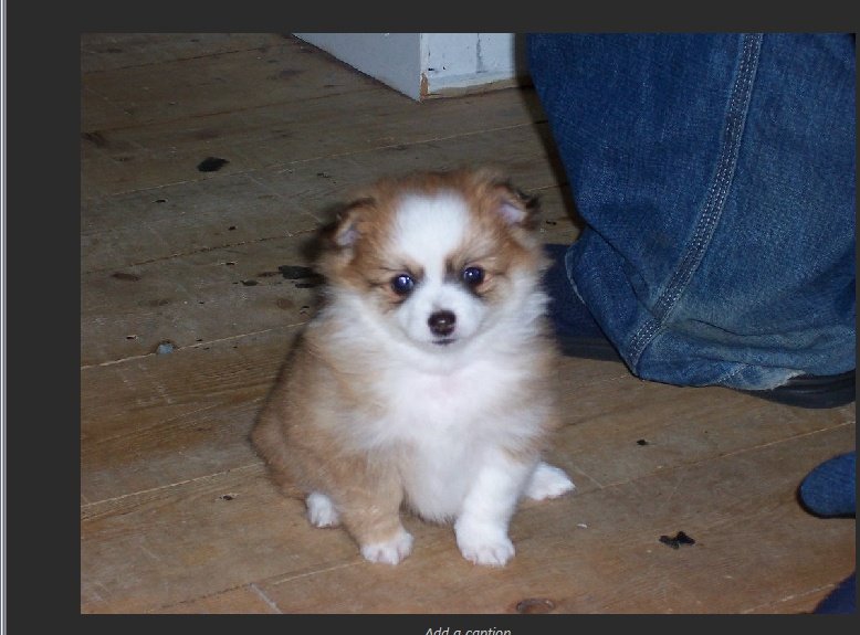 scootlamont tweet media