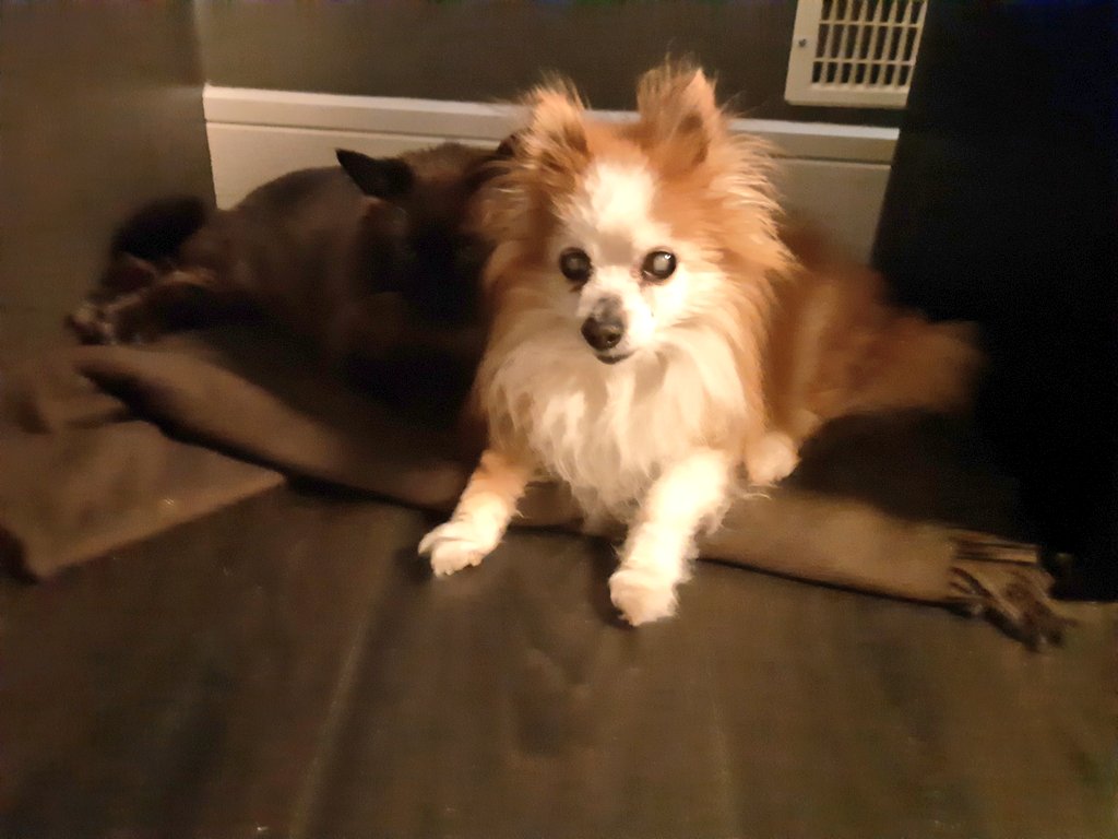 I had a dream of Faustus last night. I hope they never stop. He is still very missed.