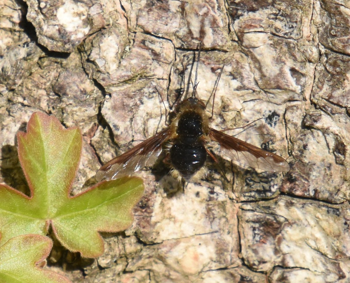 guttridge_kevin's tweet photo. Didn't expect to find a Dark-edged Bee-fly this morning..@KentFieldClub @Buzz_dont_tweet #Beefly #Huckingestate https://t.co/aFGE2FdyIM