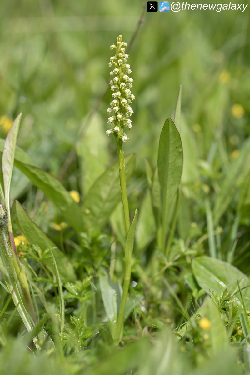 thenewgalaxy's tweet photo. 9/6/24 Yorkshire - Another fine #orchid for this week’s #wildflowehour challenge; the Small White (Pseudorchis albida). A sadly rare plant that underwent massive decline in the last century, it charms not only with its creamy-white inflorescence but also vanilla-scented flowers https://t.co/xSBjvyz7b5