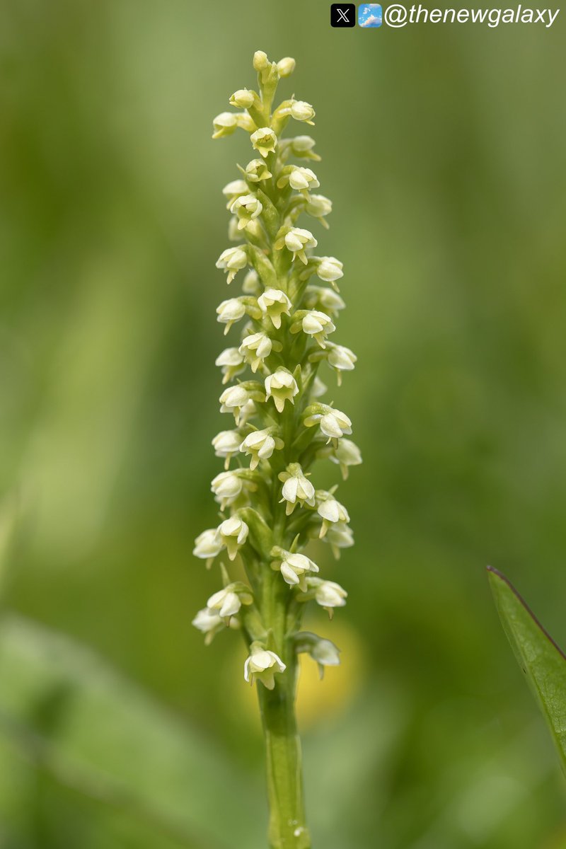 thenewgalaxy's tweet photo. 9/6/24 Yorkshire - Another fine #orchid for this week’s #wildflowehour challenge; the Small White (Pseudorchis albida). A sadly rare plant that underwent massive decline in the last century, it charms not only with its creamy-white inflorescence but also vanilla-scented flowers https://t.co/xSBjvyz7b5