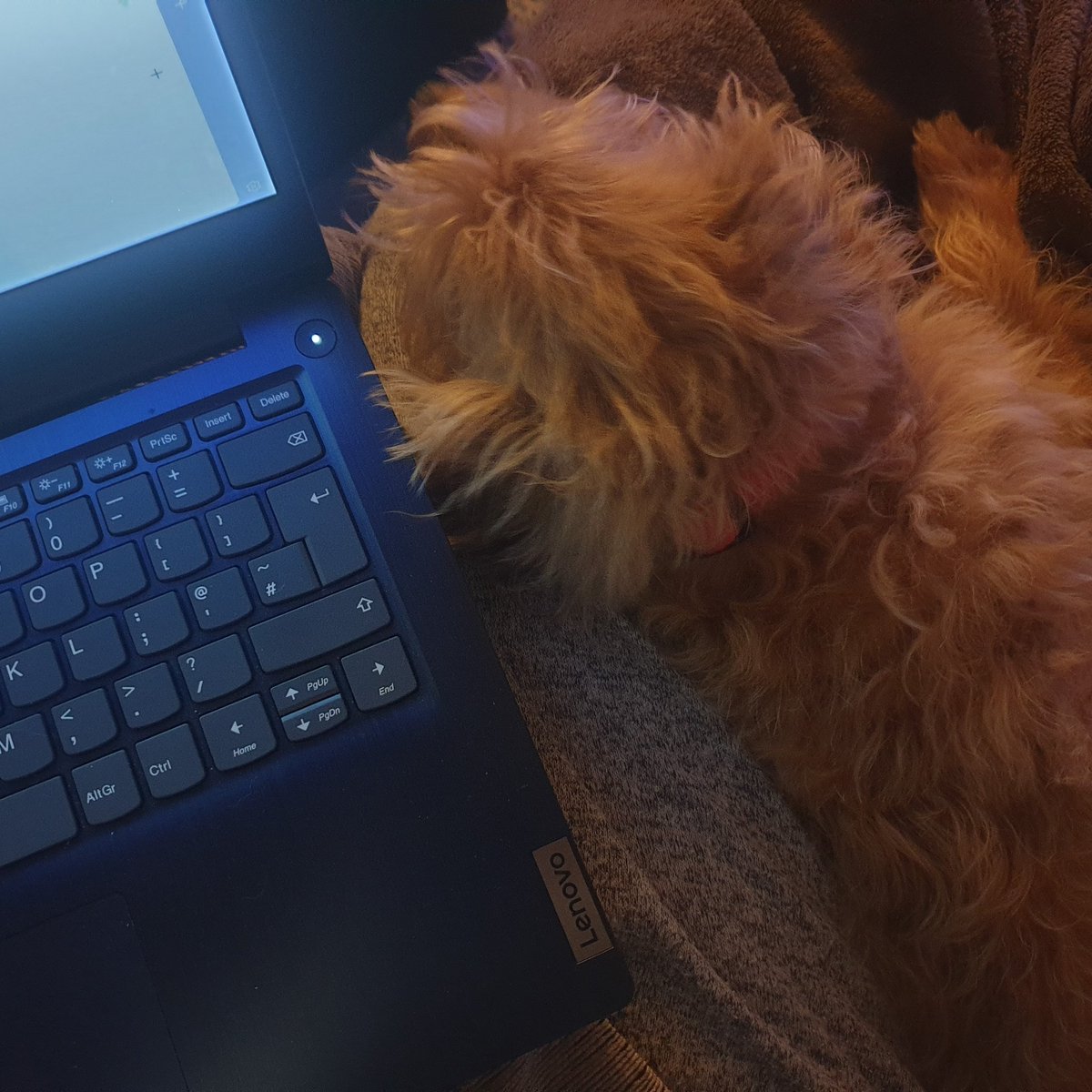 THPyatt's tweet photo. Writing chapter 7, book 2, my writing buddy at my side 💙☣ https://t.co/vB08eErgNE