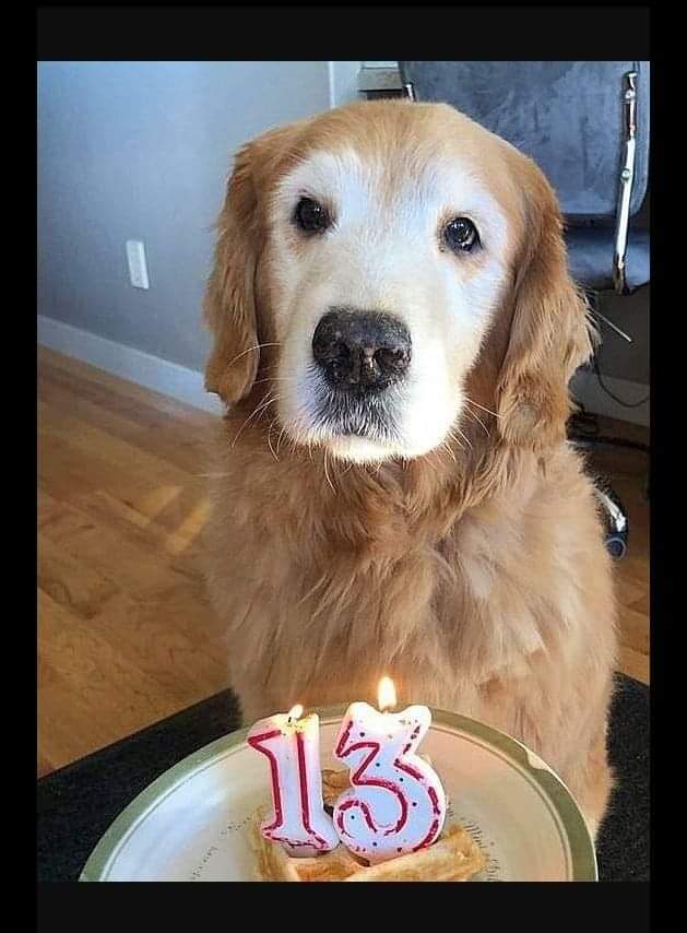 thehappydog_'s tweet photo. Today is my 13th birthday 🎉🎉 But no one has congratulated me yet 😔😔 Because I'm old 🙏💔 https://t.co/7K4sFkXpjl