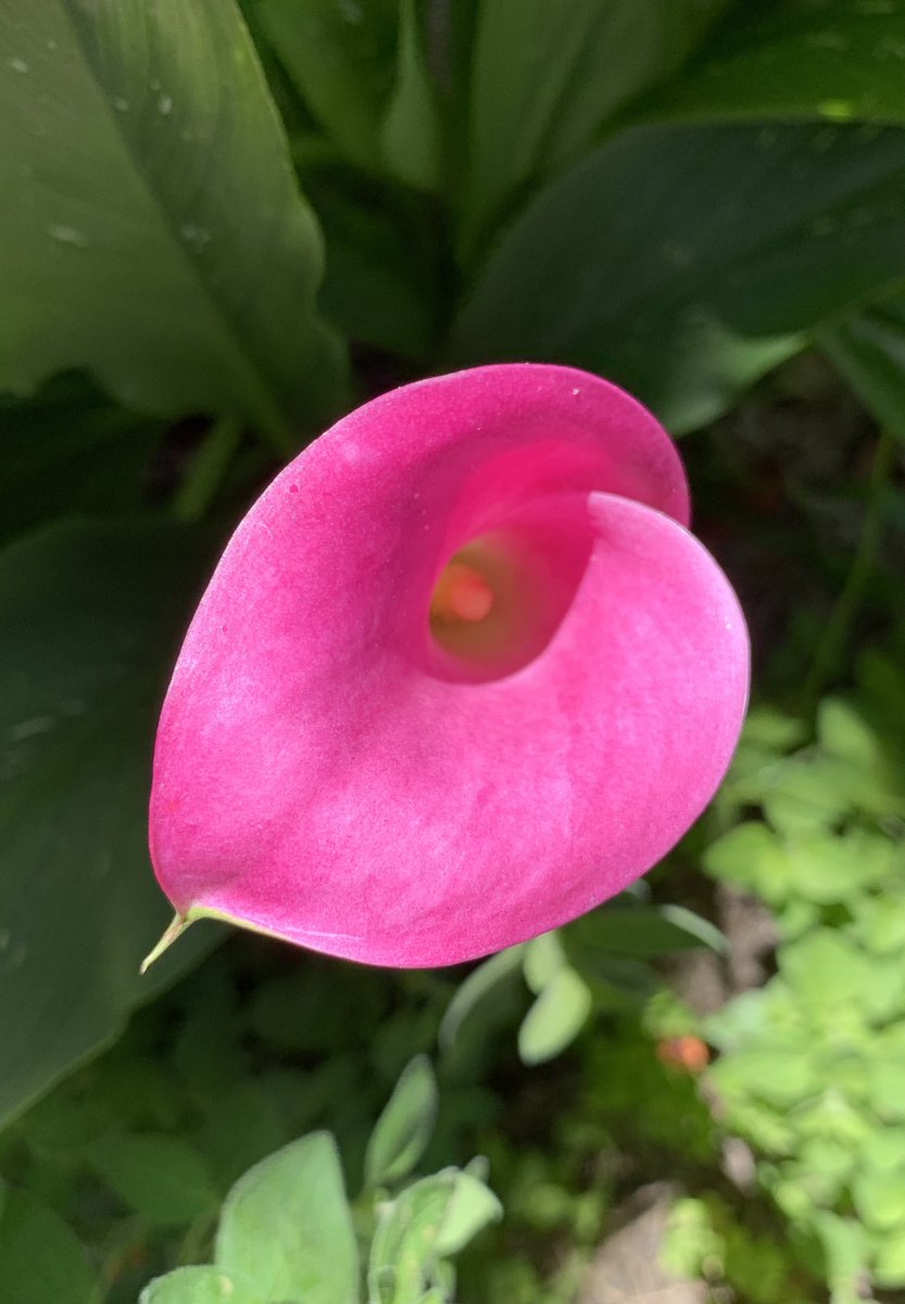 docschiff's tweet photo. Cala lily and Elderberry in my San Diego yard for the #FlowerReport. https://t.co/10YF8piBaP