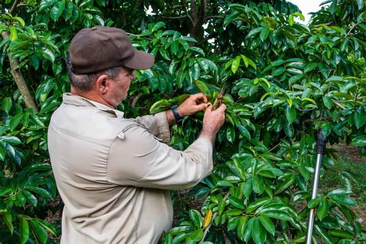 TelePinar's tweet photo. 🇨🇺| Con la publicación en la Gaceta Oficial del Decreto-Ley 80 del régimen especial de seguridad social para los productores agropecuarios y forestales, #Cuba 🇨🇺 alcanza el 100% de cobertura de riesgos para la protección a los trabajadores del sistema de la agricultura. https://t.co/wDniYP0jMr