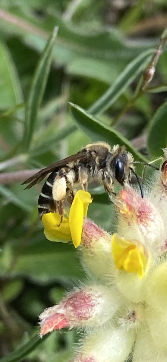 theveryamateur1's tweet photo. Iโm advised that this is probably the recently separated Andrena afzeliella (today, Blackcap on South Downs near Plumpton, on kidney vetch) due to the date. But presumably officially Andrena ovatula agg.? Wondered what you think @StevenFalk1 @iancbeavis #miningbee https://t.co/0zapsSxX4M