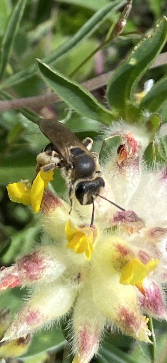 theveryamateur1's tweet photo. Iโm advised that this is probably the recently separated Andrena afzeliella (today, Blackcap on South Downs near Plumpton, on kidney vetch) due to the date. But presumably officially Andrena ovatula agg.? Wondered what you think @StevenFalk1 @iancbeavis #miningbee https://t.co/0zapsSxX4M