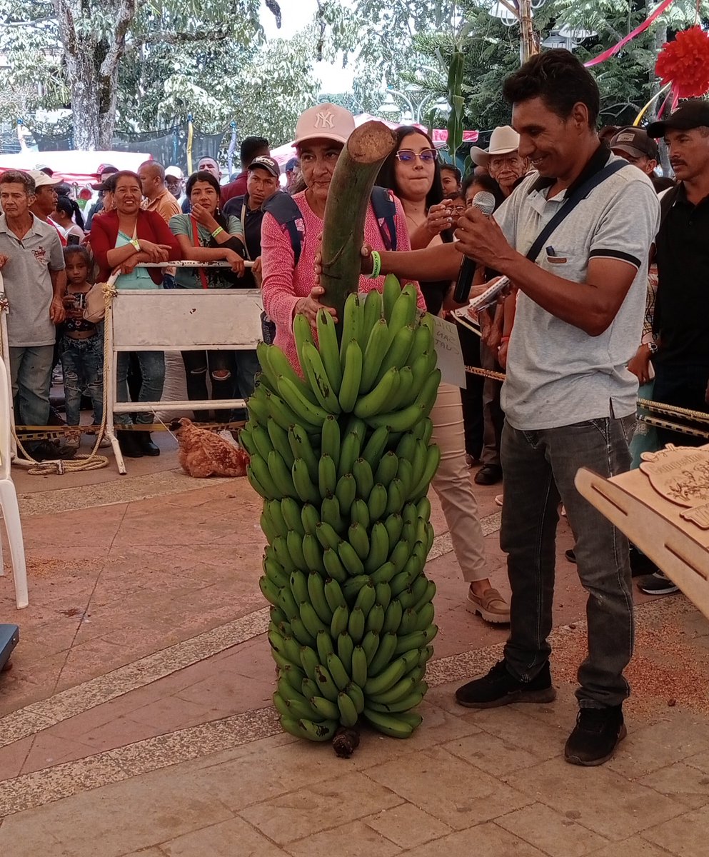 Ruben723's tweet photo. Mientras esos señores quieren condenar al Cauca a la violencia, su gente responde con eventos como este en El Tambo, Cauca, dónde los productores mostraron este, el racimo de plátano más grande del municipio. Casi 100 kilos de peso. Esta es la gente del Cauca! https://t.co/oEN92ujhpN