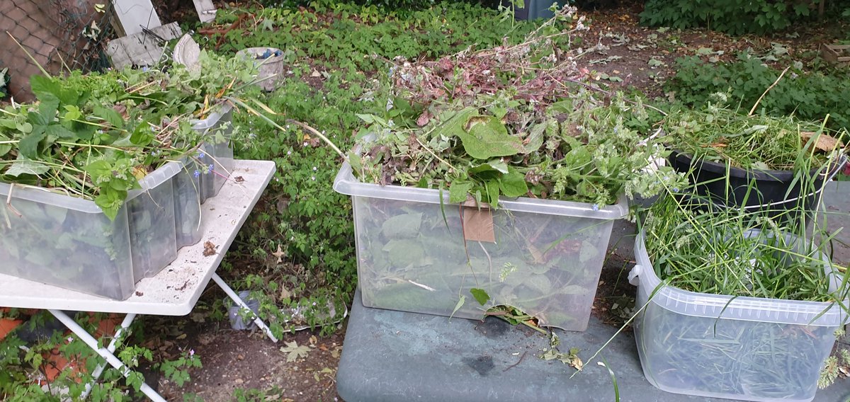 No Mow May is over. Now for the lovely job of digging last year's compost out of the bin, so this lot can go replace it.