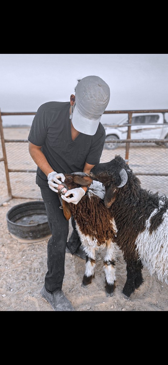 <a href="/anam_city1/">أضحيتي 46 مدينة الأنعام ببريدة</a> <a href="/MEWA_KSA/">وزارة البيئة والمياه والزراعة</a> <a href="/WeqaaCenter/">مركز وقاء</a> عند اختيار الاضحية
يجب التأكد من الشروط الشرعية
يجب ان لاتكون
عوراء البين عوارها
عرجاء البين عرجها
مريضة البين مرضها
هزيلة
ويكون عمر الاضحية من الضأن ماتم ستة اشهر
ومن العلامات الصحية للاضحية
ان تكون العينان براقة وخالية من الإفرازات والالتهابات
 #أضحيتي45
#مدينة_الانعام_ببريدة