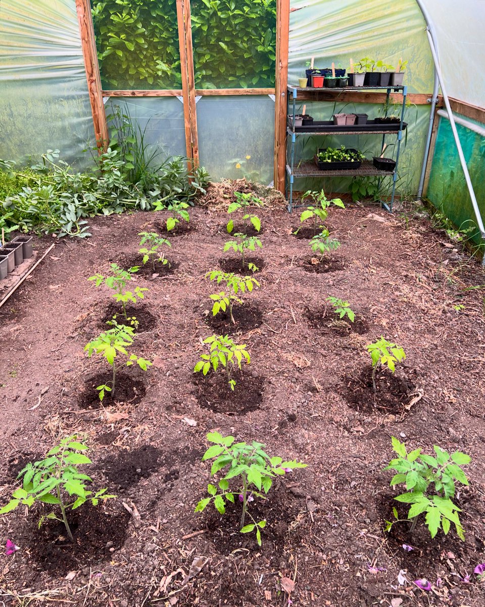 I’m slow this year but the tomato army is nearly all planted 🍅 with a few flowers opening at the far end. Some I planted earlier in the week already double the size!