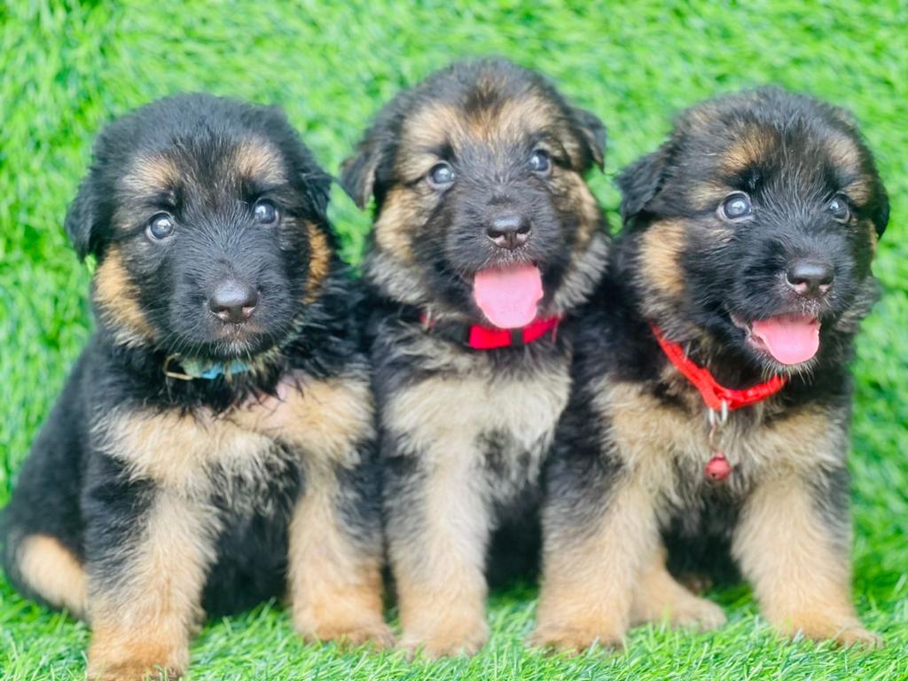 Pellypaws's tweet photo. Lovely both sex Gsd Pups available. Dm is open if interested. https://t.co/PdCk8zBro5
