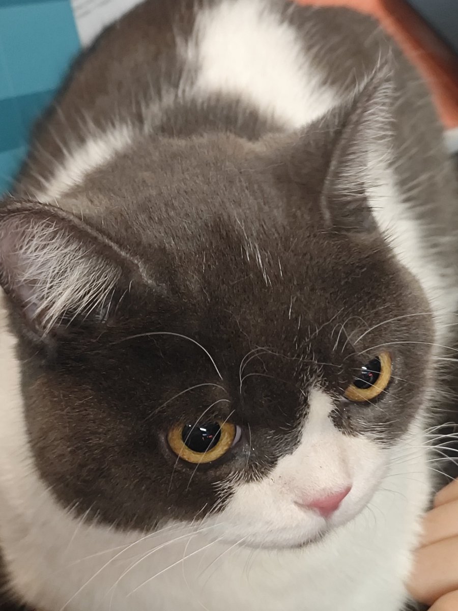 KWAIIII1's tweet photo. 宝宝你是招财猫 https://t.co/XHe7FZTZzc