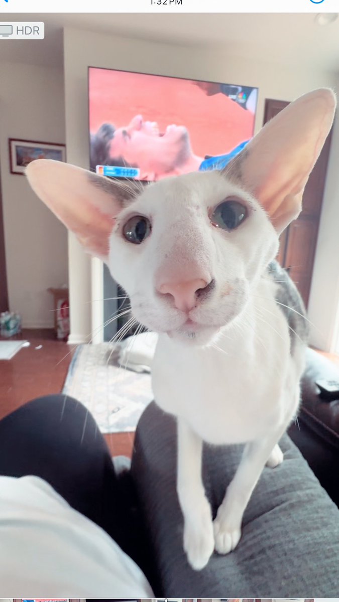 Stop watching Carlos Alcaraz win another Grand Slam and pay attention to me! #alcaraz #frenchopen