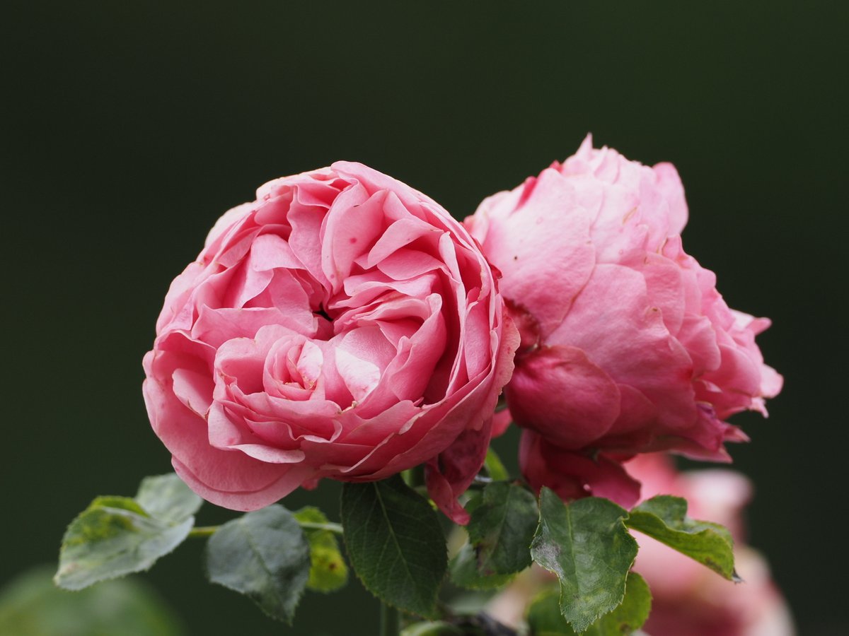 Markus Triska (@markustriska) on Twitter photo 