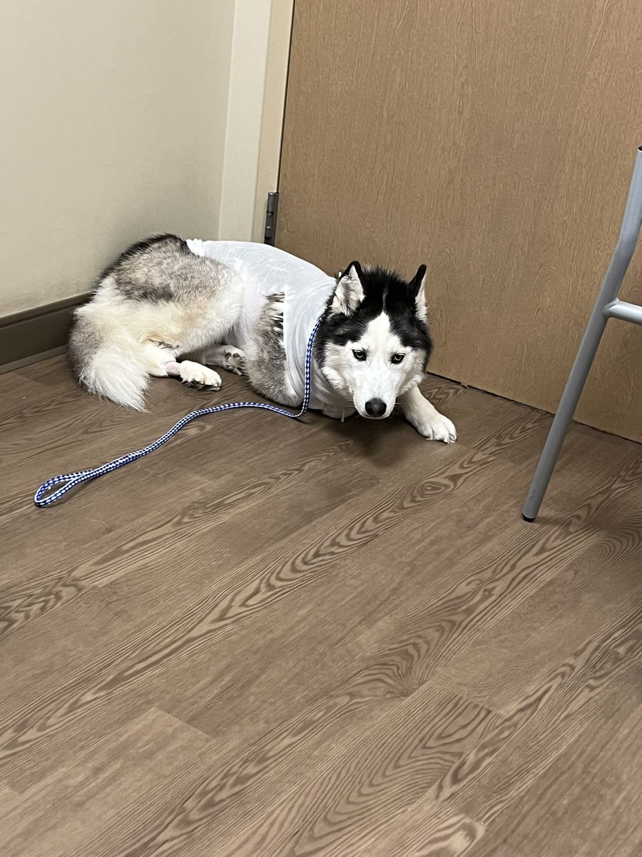 SheBytes2's tweet photo. @barrybutler9 MedVet is the best.  They saved my grandpup Halley after she had an ulcer perforate her stomach a few months ago.  She was septic.  We probably had the same wonderful surgeon. https://t.co/HcuGH7SXNx