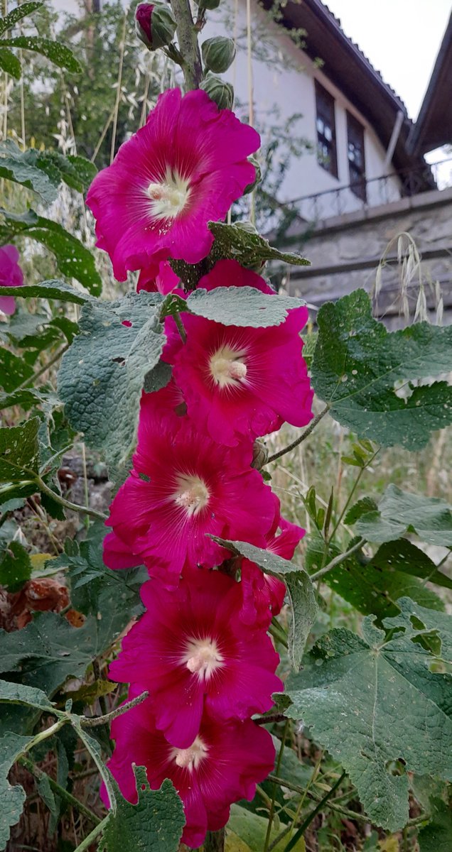 Zaman akıp gidiyor:
 Aynı çiçek sana bugün gülümserken,
 Yarın solup gidiyor." (N.Kleinbaum)