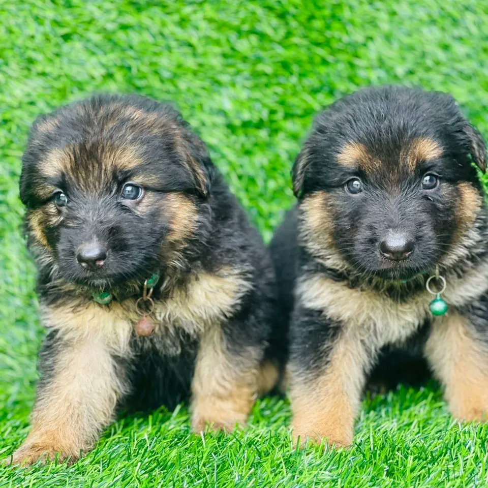 Pellypaws's tweet photo. Lovely both sex Gsd Pups available. Dm is open if interested. https://t.co/PdCk8zBro5