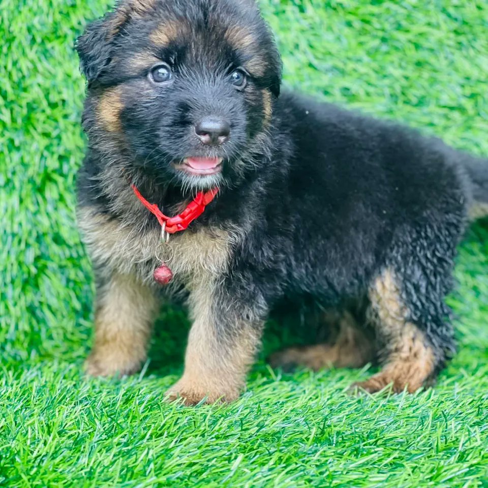 Pellypaws's tweet photo. Lovely both sex Gsd Pups available. Dm is open if interested. https://t.co/PdCk8zBro5