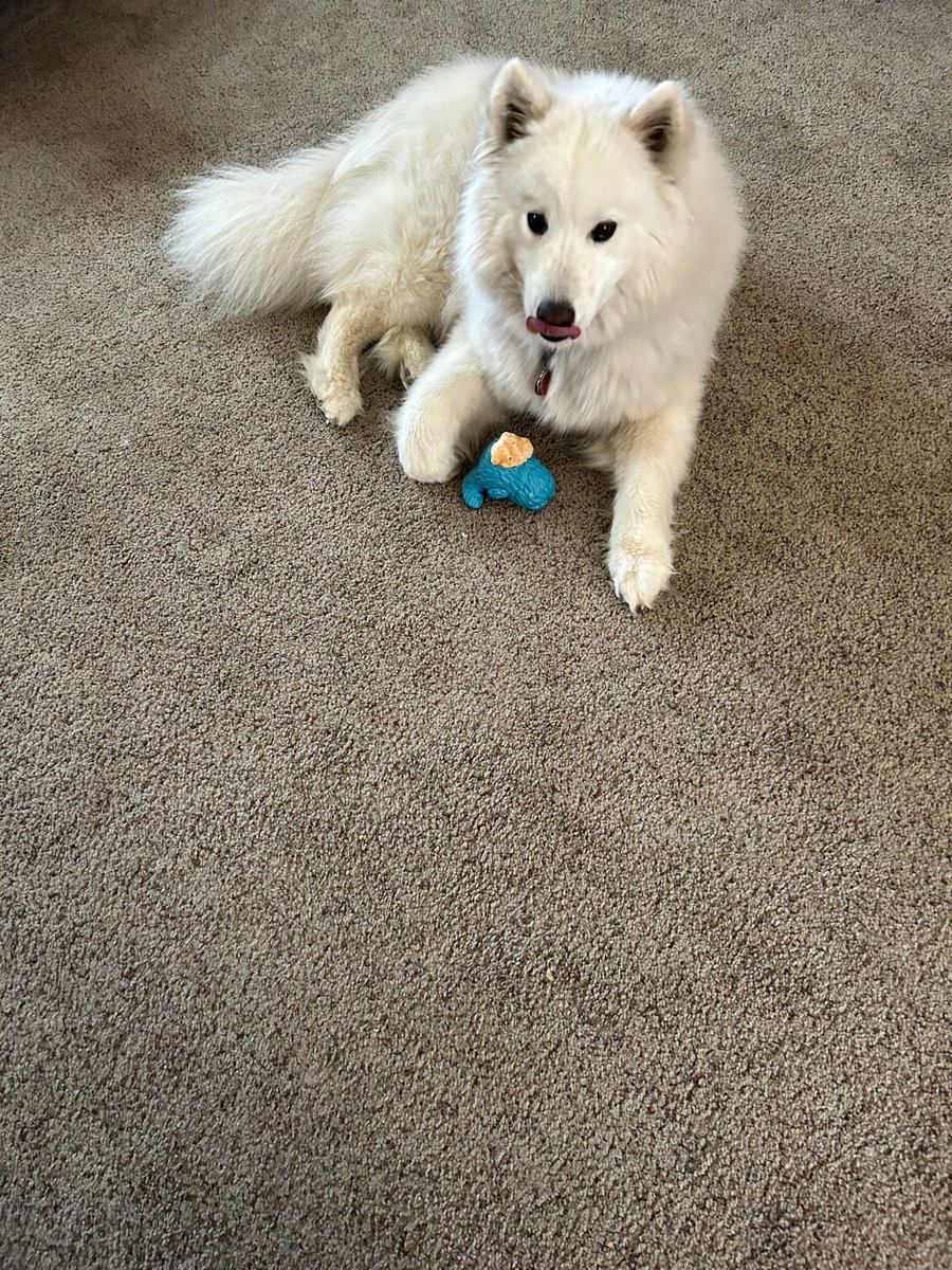 Heather07439137's tweet photo. @bunsenbernerbmd This is Elsa.  She is 3 1/2. She loves her morning walks and barking at all the deer she encounters. This is my 4th one. They have all been extremely friendly and very mischievous!! https://t.co/GOEgev4LfB