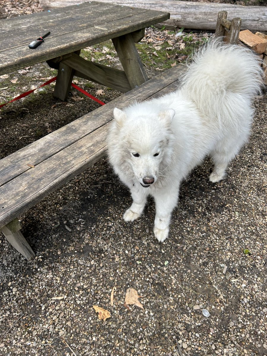 Heather07439137's tweet photo. @bunsenbernerbmd This is Elsa.  She is 3 1/2. She loves her morning walks and barking at all the deer she encounters. This is my 4th one. They have all been extremely friendly and very mischievous!! https://t.co/GOEgev4LfB