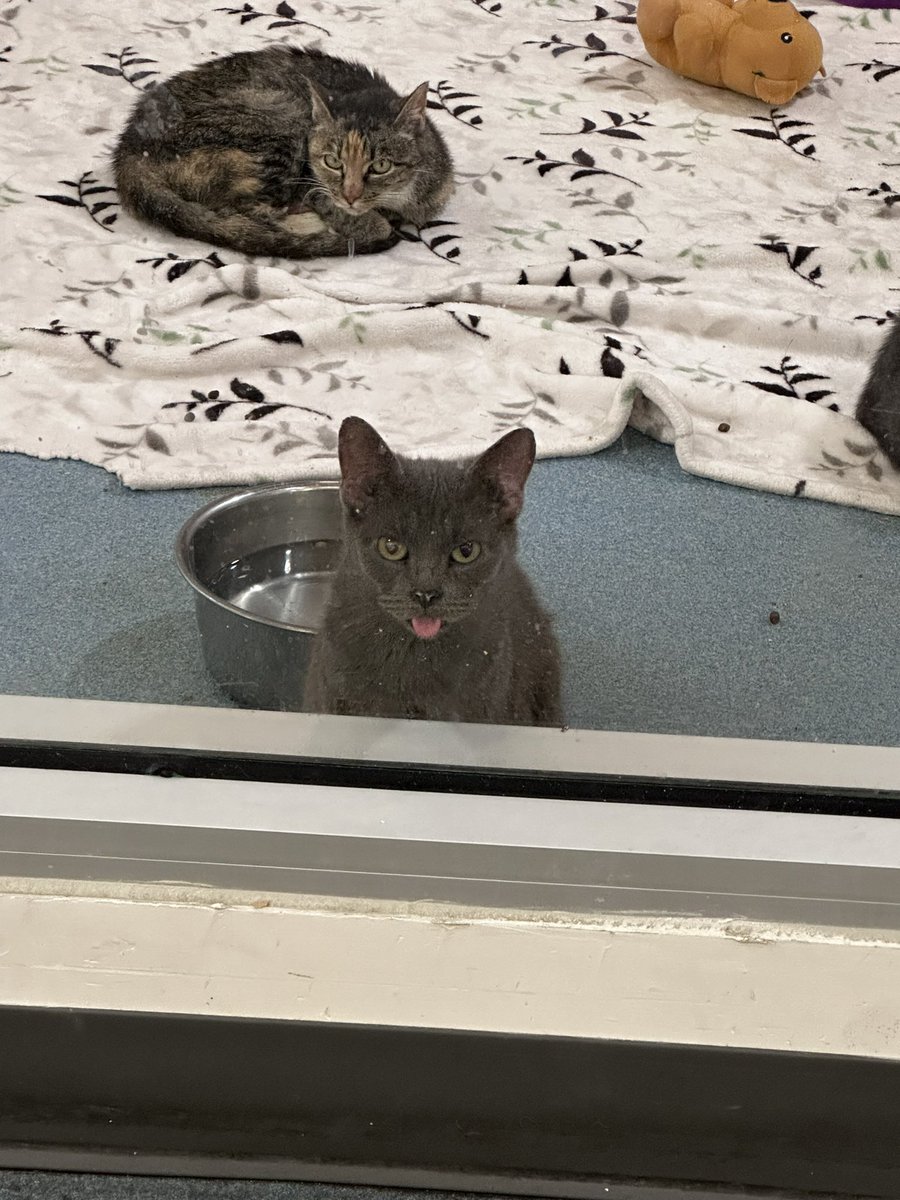 Good afternoon!! Come adopt today! 💓🚨😻 

#adopt#animalshelter