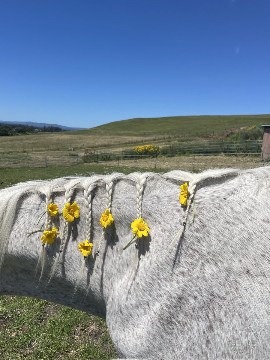 🌿🌼🧺 (@peacozy) on Twitter photo 