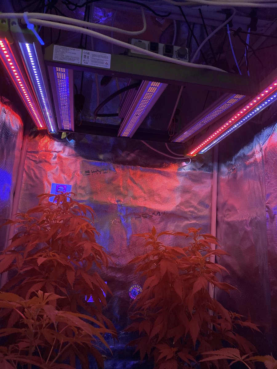 djallnight718's tweet photo. This @MarsHydroLight definitely Tailored for personal and commercial use, it offers UNIFORM LIGHTING through removable bars, catering to plant-growing stages Check
@Henry117_
#MarsHydroGrowKit
#MarsHydroGrowTent
#MarsHydroGrowFan
#MarsHydroFC-E1500
#MarsHydroADLITE
#UV30
#IR15 https://t.co/3Hi0PZAScQ