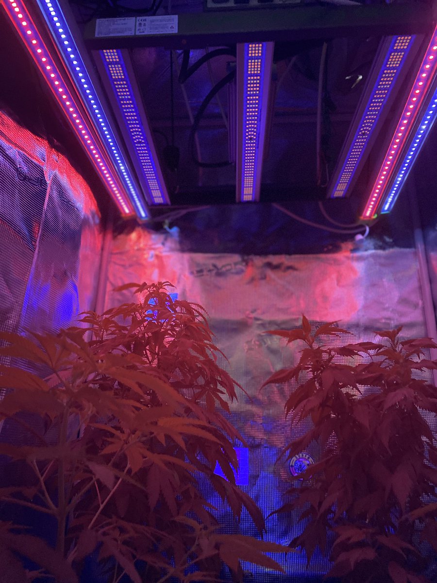 djallnight718's tweet photo. This @MarsHydroLight definitely Tailored for personal and commercial use, it offers UNIFORM LIGHTING through removable bars, catering to plant-growing stages Check
@Henry117_
#MarsHydroGrowKit
#MarsHydroGrowTent
#MarsHydroGrowFan
#MarsHydroFC-E1500
#MarsHydroADLITE
#UV30
#IR15 https://t.co/3Hi0PZAScQ