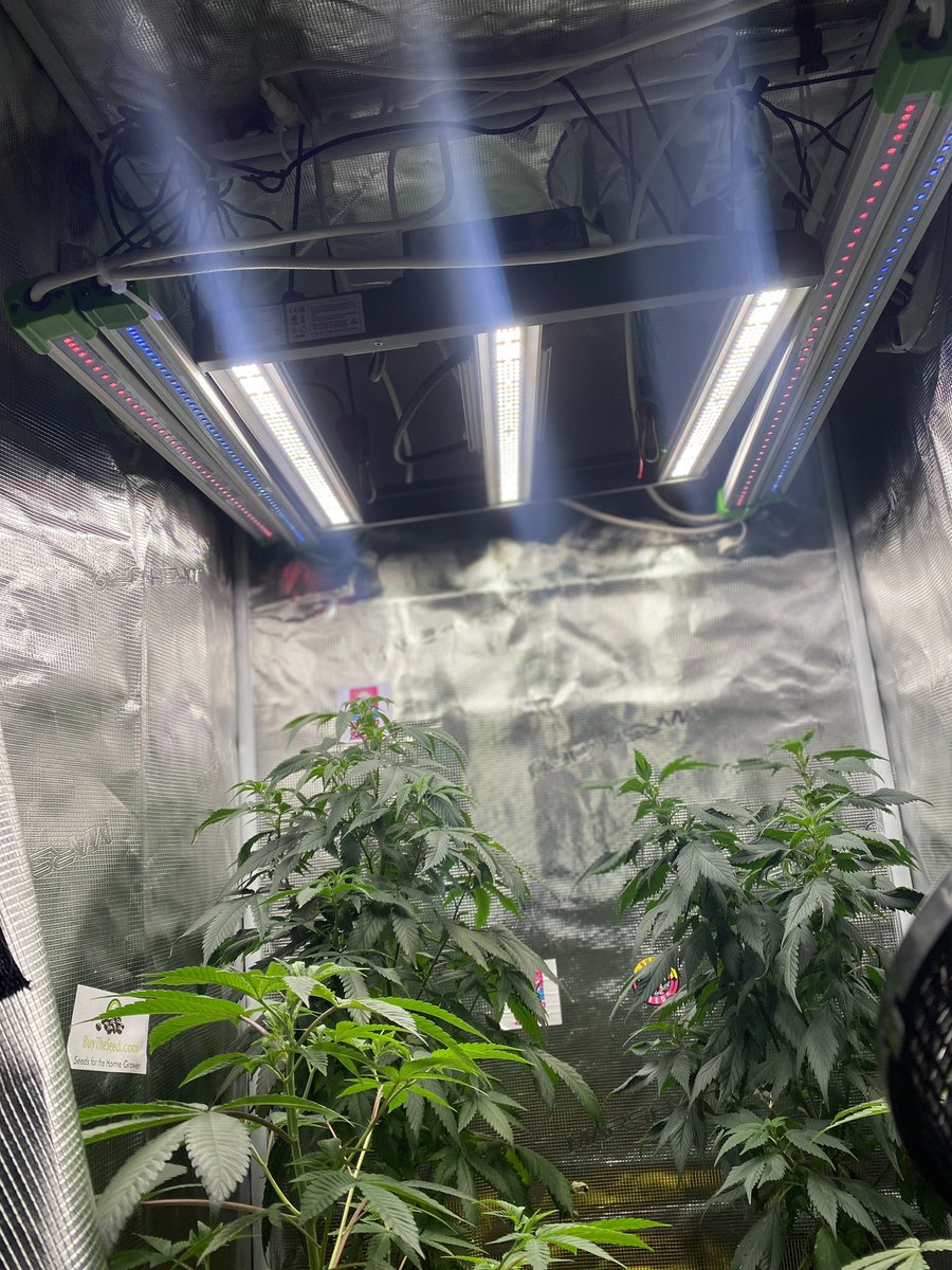 djallnight718's tweet photo. This @MarsHydroLight definitely Tailored for personal and commercial use, it offers UNIFORM LIGHTING through removable bars, catering to plant-growing stages Check
@Henry117_
#MarsHydroGrowKit
#MarsHydroGrowTent
#MarsHydroGrowFan
#MarsHydroFC-E1500
#MarsHydroADLITE
#UV30
#IR15 https://t.co/3Hi0PZAScQ