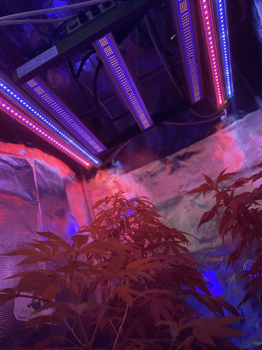 djallnight718's tweet photo. This @MarsHydroLight definitely Tailored for personal and commercial use, it offers UNIFORM LIGHTING through removable bars, catering to plant-growing stages Check
@Henry117_
#MarsHydroGrowKit
#MarsHydroGrowTent
#MarsHydroGrowFan
#MarsHydroFC-E1500
#MarsHydroADLITE
#UV30
#IR15 https://t.co/3Hi0PZAScQ