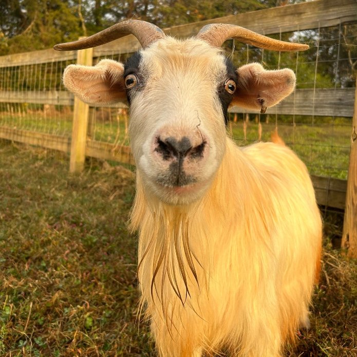 goatofthe's tweet photo. 📅 10th June 2024
🏷️ Instagram/rescueranch
💕 #animaloftheday https://t.co/tr36ESRQo4